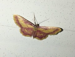 Idaea muricata
