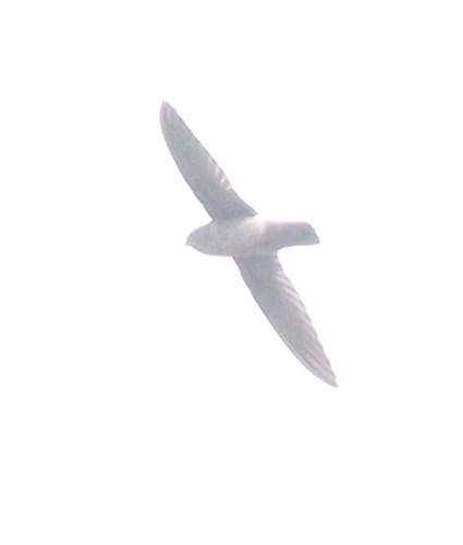 Band-rumped Swift (Chaetura spinicaudus), photo 5