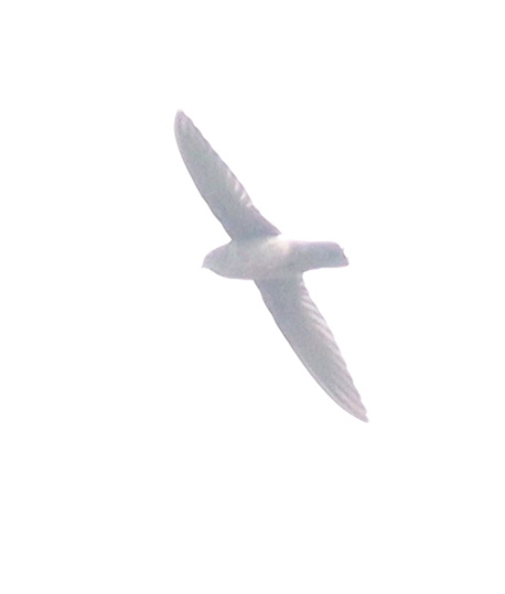 Band-rumped Swift (Chaetura spinicaudus), photo 5