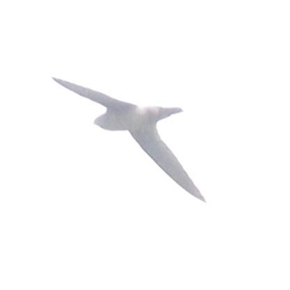 Band-rumped Swift (Chaetura spinicaudus), photo 6