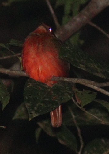 Guianan Red Cotinga (Phoenicircus carnifex), photo 3