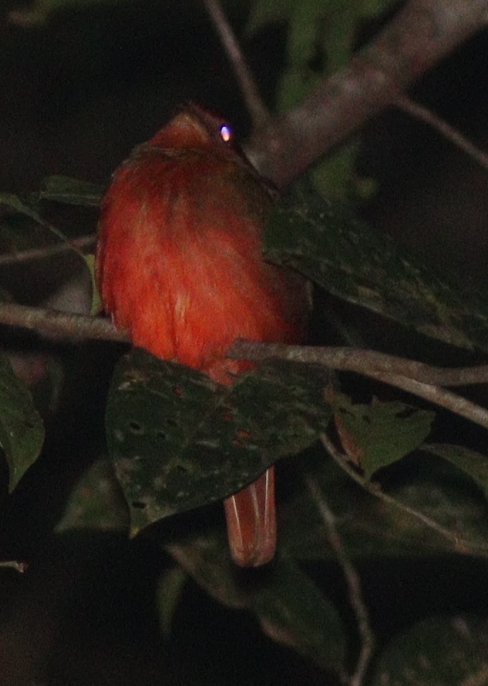 Guianan Red Cotinga (Phoenicircus carnifex), photo 2