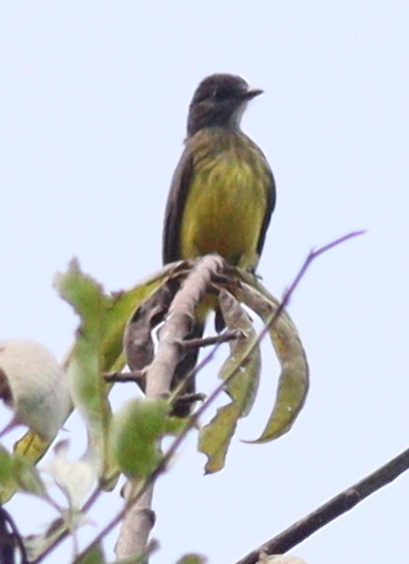 Dusky-chested Flycatcher (Myiozetetes luteiventris), photo 6