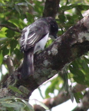 Todd's Sirystes (Sirystes subcanescens), photo 4