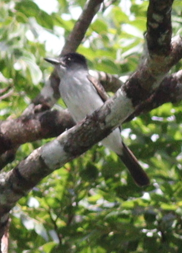 Todd's Sirystes (Sirystes subcanescens), photo 5