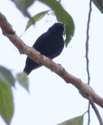 White-crowned Manakin (Pseudopipra pipra), photo 5