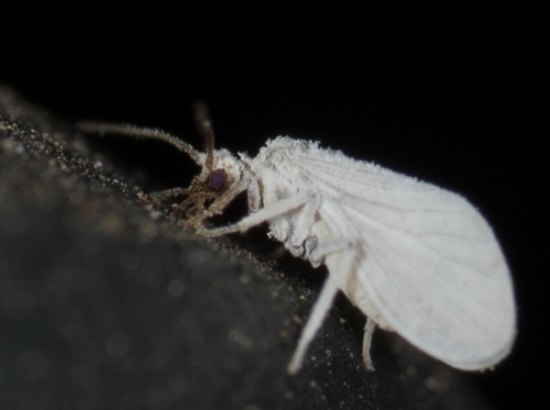 Coniopterygidae