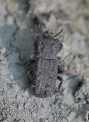 Phloeodes plicatus