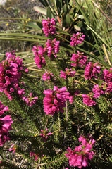 Erica abietina constantiana