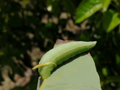 Smerinthinae