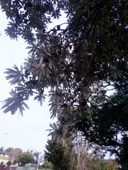 Banksia integrifolia