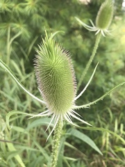 Dipsacus fullonum