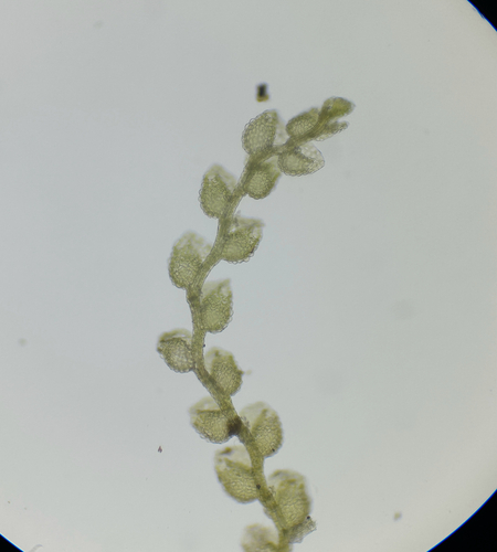 Microlejeunea epiphylla