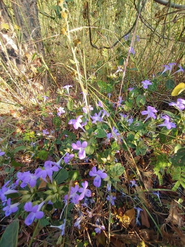 Image of Barleria cristata by (c) Utain Pummarin, some rights reserved (CC BY)