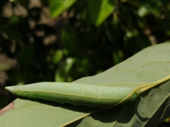 Smerinthinae