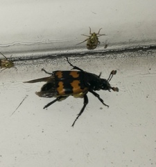 Nicrophorus interruptus