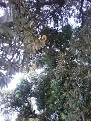 Banksia integrifolia