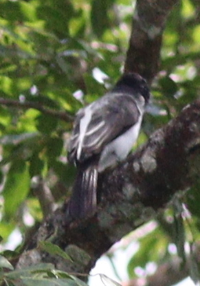 Todd's Sirystes (Sirystes subcanescens), photo 2