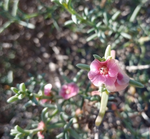 Image of Salsola oppositifolia by no rights reserved