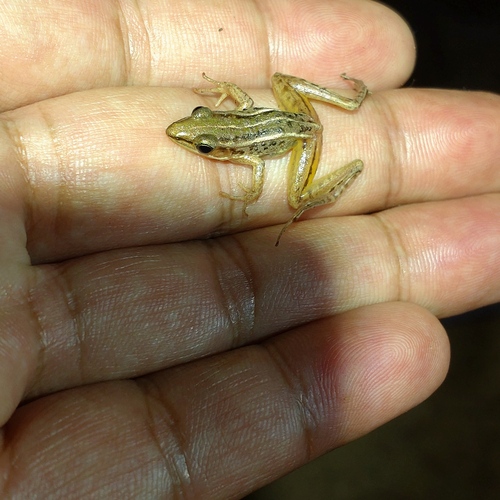 Guangdong Frog, Hylarana macrodactyla