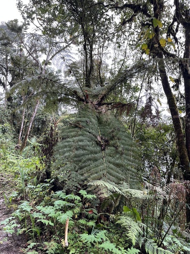 Dicksonia karsteniana, 2025-01-14