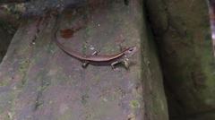 Scincella formosensis