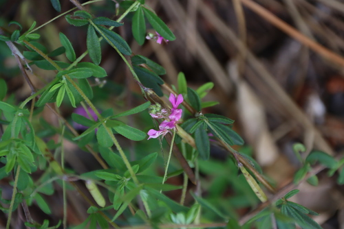 Image of Indigofera filiformis by (c) Tony Rebelo, some rights reserved (CC BY-SA)