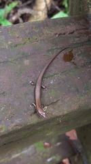 Scincella formosensis