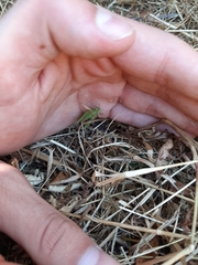 Aiolopus strepens