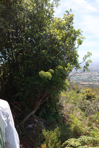 Image of Notobubon galbanum by (c) Tony Rebelo, some rights reserved (CC BY-SA)