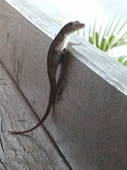 Anolis marmoratus