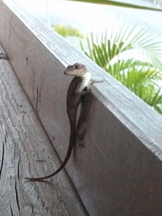 Anolis marmoratus