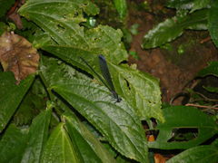 Psolodesmus mandarinus dorothea