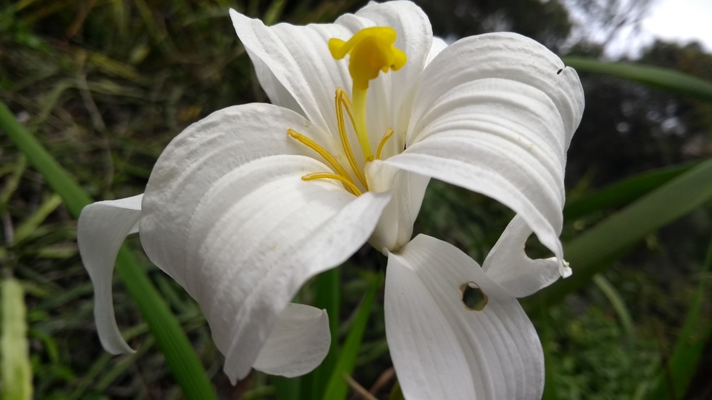 Vellozia plicata