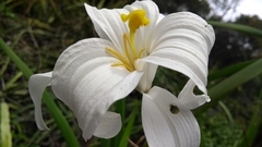 Vellozia plicata