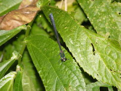 Psolodesmus mandarinus dorothea