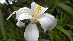 Vellozia plicata
