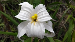 Vellozia plicata
