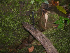Psolodesmus mandarinus dorothea