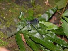 Psolodesmus mandarinus dorothea