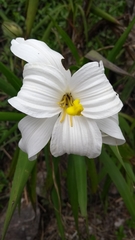 Vellozia plicata