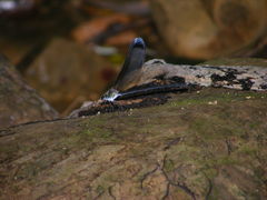 Psolodesmus mandarinus dorothea