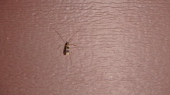 Erioptera