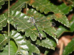 Heliogomphus retroflexus