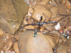 Heliogomphus retroflexus