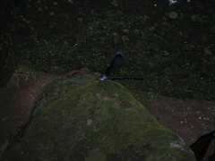 Psolodesmus mandarinus dorothea