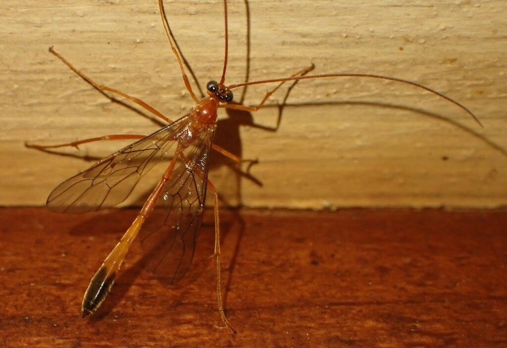 Enicospilus bicoloratus