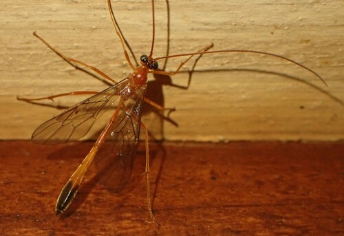 Enicospilus bicolor