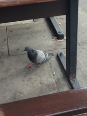 Columba livia domestica