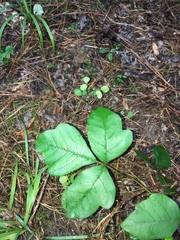 Toxicodendron pubescens